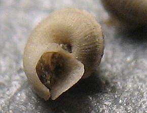 Anatoma aspera e  A. umbilicata